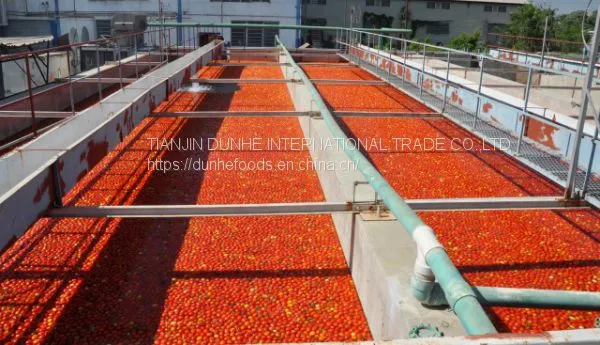Drum Tomato Paste