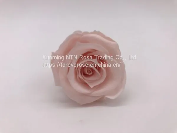 Preserved Rose Flowers for Wedding Decoration Flower Arrangement photo-2