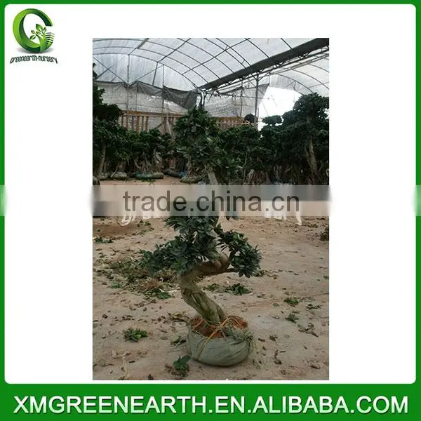 Ficus Microcarpa S Shape 1-1.2m photo-2