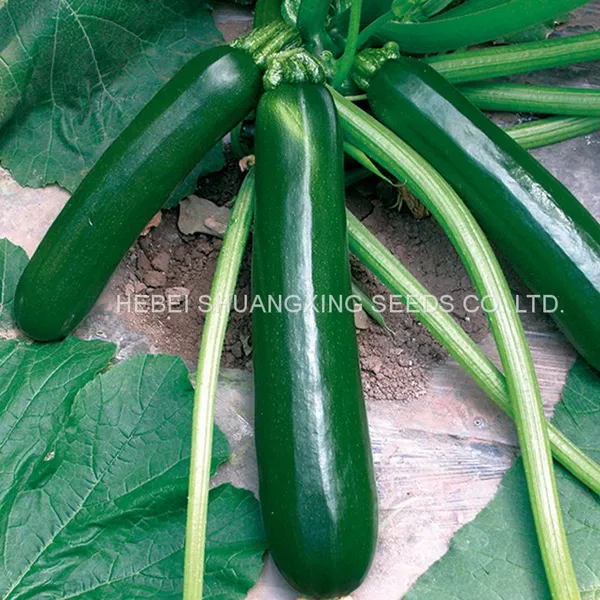 Chinese Early Maturity Dark Green Skin Hybrid Squash/zucchini Seeds