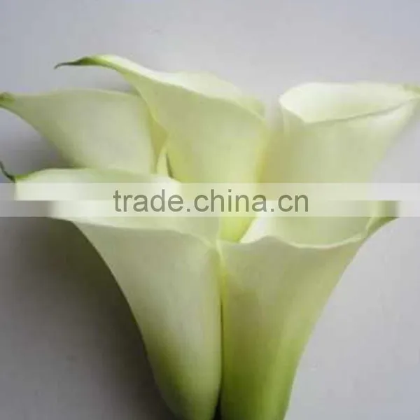 New Stylish Calla Lily Flower for Decor photo-2