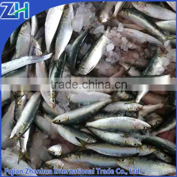 Price Frozen Sardine Sardines Companies Mega Sardines