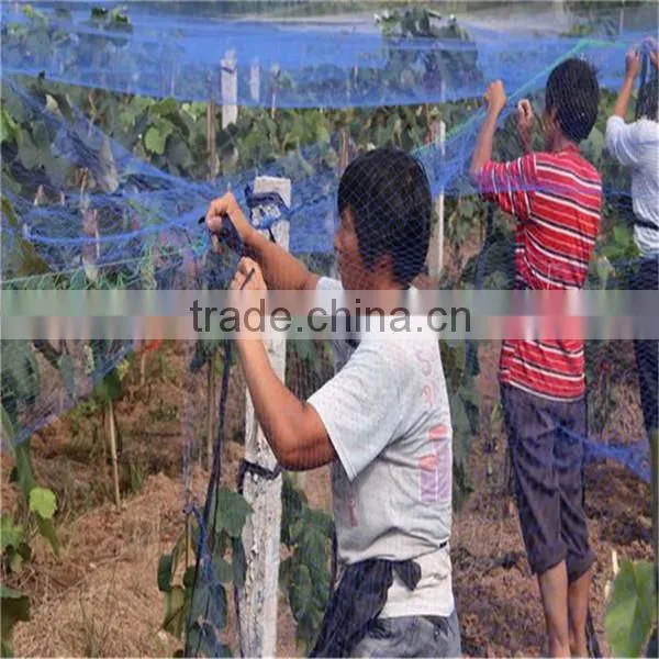 Many Kinds of Anti-hail Nets photo-2