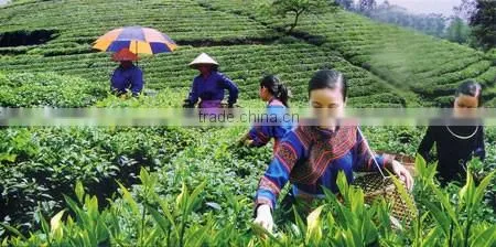 Vietnamese Green Tea 2015 photo-2