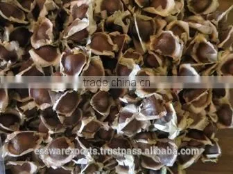 Best Supplier for Drumstick Seed photo-6