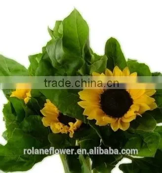 Good Smell Peonies Cut Flowers Chinese Sunflower From Kunming photo-5