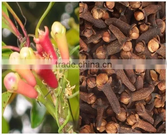 CLOVE OIL FOR ORGANIC USES
