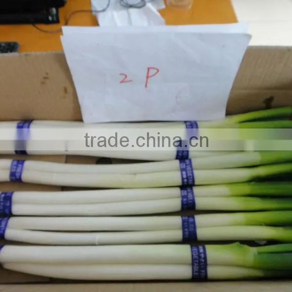 2016 New Crop Fresh Chinese Long Onion