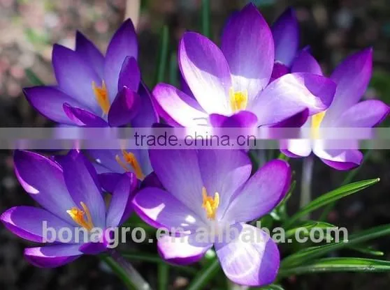 Top Quality Dried Chinese Safflower