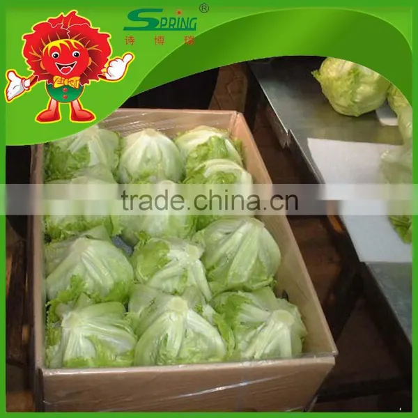 Lettuce Hydroponic Lettuce Fresh Iceberg Lettuce photo-2