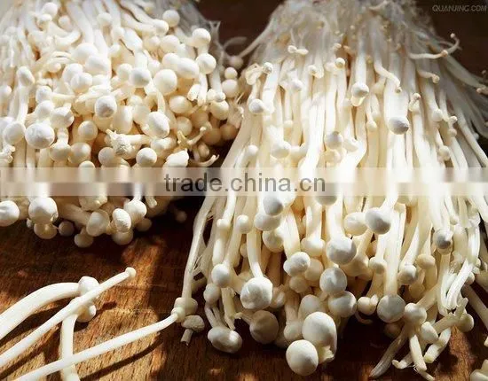 Fresh Mushroom/Fresh Enoki for Sale photo-5