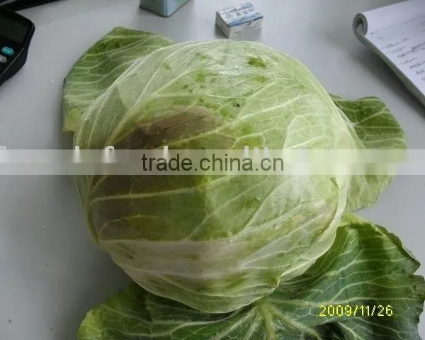 cabbage