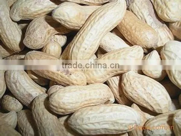Manufacture Factory of Peanut in Hell and Dried Peanut photo-3