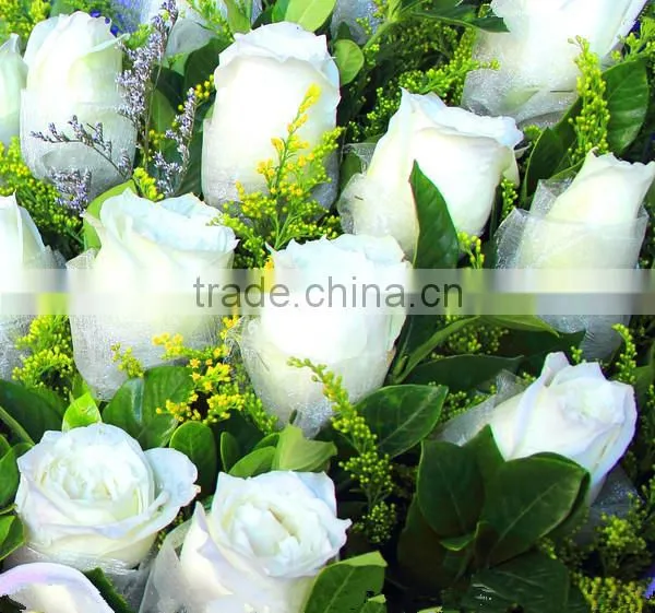 Fresh Cut Flowers Suppliers White Rose Flowers photo-4