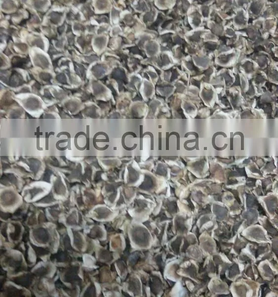 Moringa Seeds photo-4