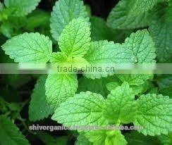 Wholesale 100% Pure Natural Peppermint Oil photo-2