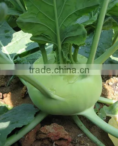 Mid Early Maturity Strong Growth Green Kohlrabi Seeds