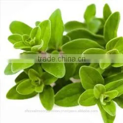 Marjoram Oil