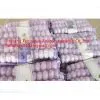 5.5cm Normal White Garlic Paked in 250g in 5kg Mesh Bag