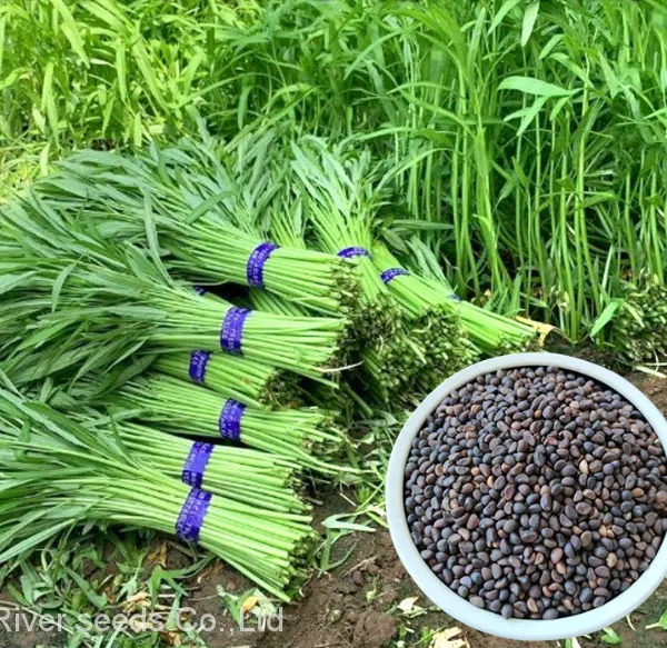 500g China Hotsale Tropical Vegetable Seeds Bulk Rau Muong Seeds for Sale