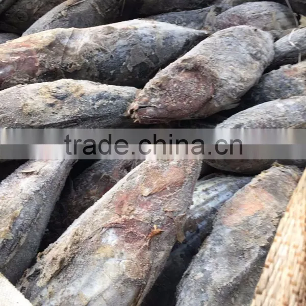 Whole Round 3.4kgs up Frozen Skipjack Tuna Fish photo-3