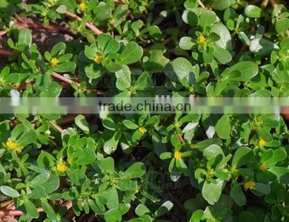 Portulacaceae ,Portulaca, Flower Seeds , Herb Seed,vegetalbe Seed,fruit Seed,grass Seed photo-5