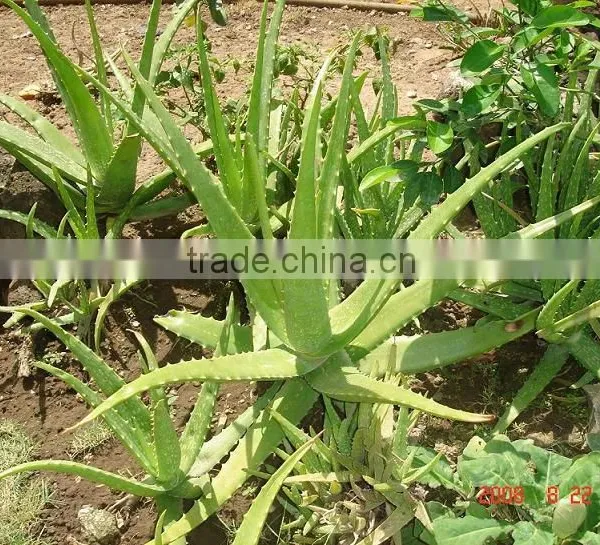Aloe Vera, Rare Plant, the Herbs Remedies From Indonesia