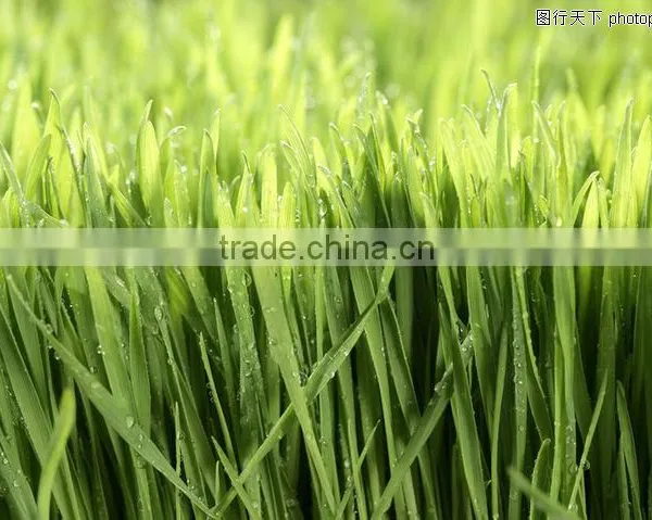 Super Absorbent Polymer Powder for Agriculture Planting photo-6