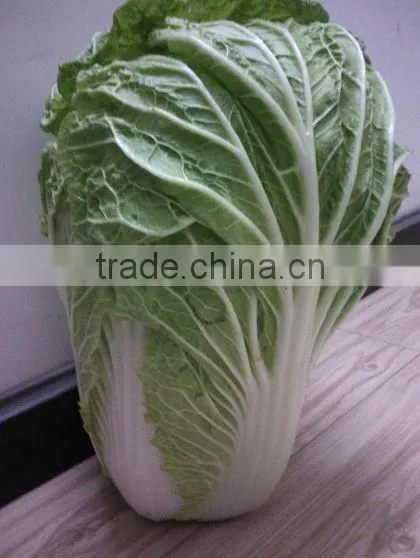 Sell New Crop Chinese Cabbage Brother Kingdom