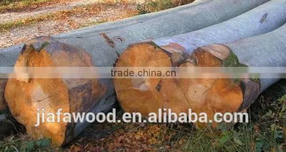 FSC Beech Logs photo-2