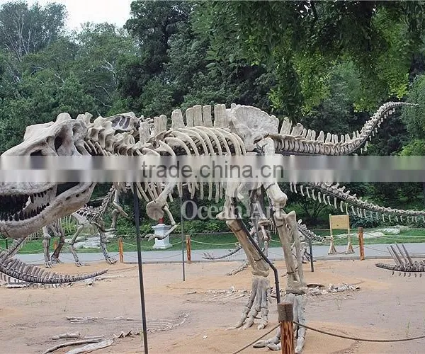 High Quality Dinosaur T-rex Fossil Model/Trade Assurance photo-2