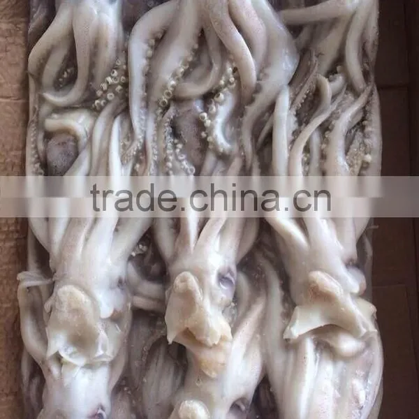 Frozen Squid Head From High Quality Illex Squids photo-3