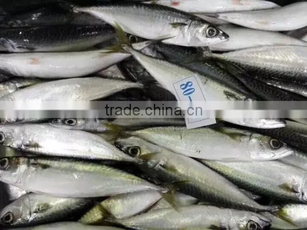 Good Quality Frozen Pacific Mackerel Fish for Sale
