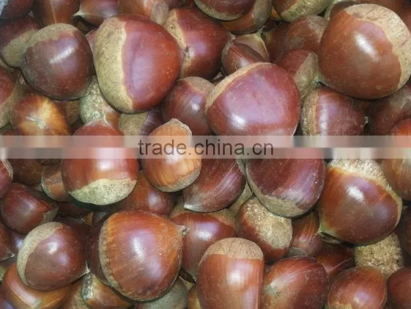 40-50, 50LB Gunny Bag Chinese Fresh Chestnuts Wholesale Chestnut photo-2