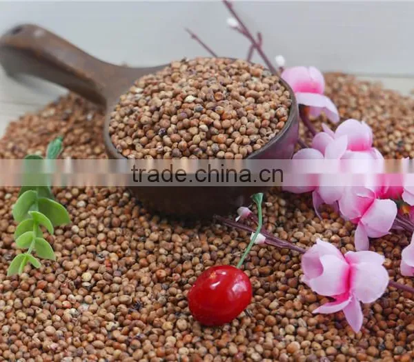Red Sorghum With High Quality And Cooperate Price From China photo-4