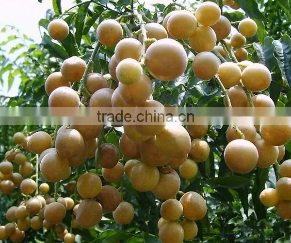 Longan Fruit Trees photo-3