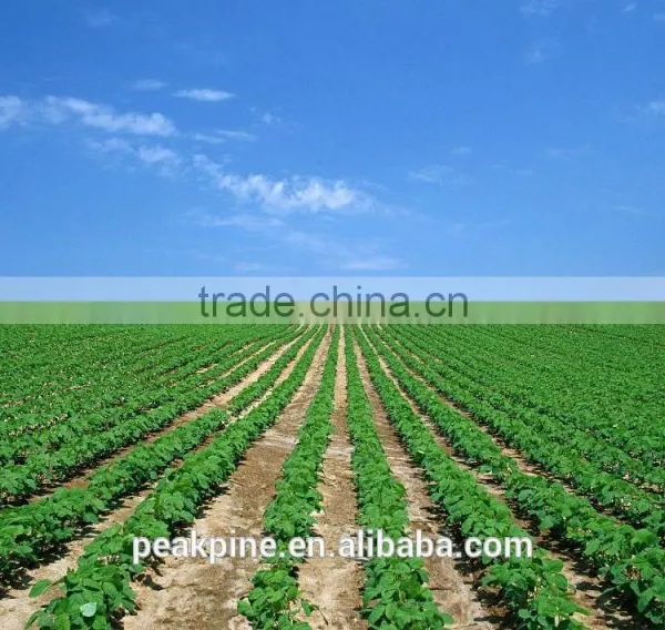 Functional Concentrated Soy Protein(70%) for Food photo-4