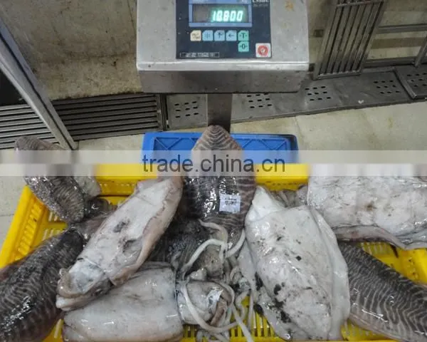 Frozen Cuttlefish photo-6