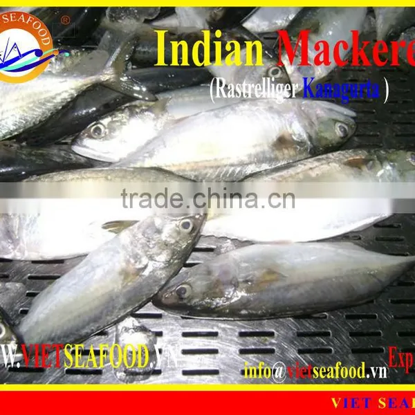 FROZEN W/R INDIAN MACKEREL photo-4