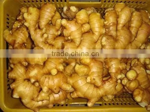 BEST PRICE VIETNAM FRESH GINGER photo-2