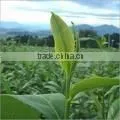 Tea Leaf Extract