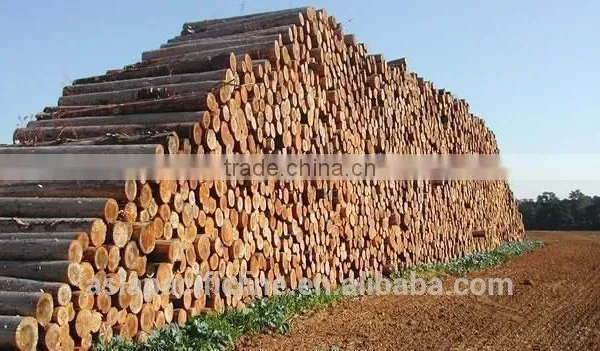 PINE/ SPRUCE/ BIRCH / HARDWOOD / LARCH WOOD LOGS TIMBER RUSSIAN ORIGIN WHOLESALE photo-2