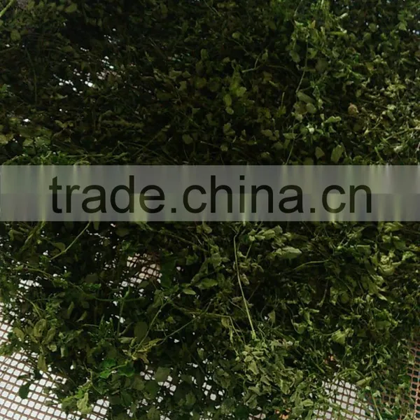 Moringa Leaf Drying Machine Microwave Oven photo-2