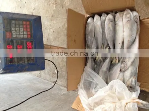 Frozen Horse Mackerel photo-5