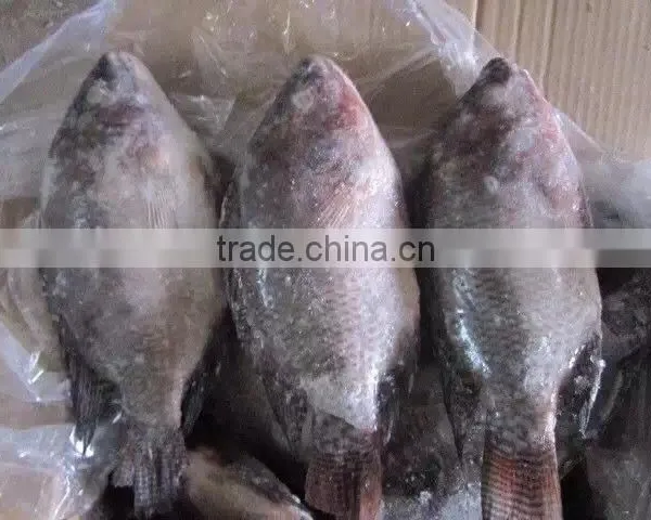 Frozen Tilapia photo-2