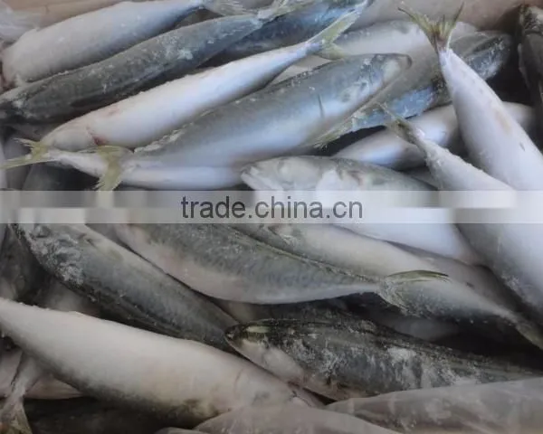 Frozen Pacific Mackerel photo-3