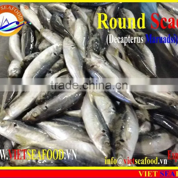 FROZEN MARUADSI (ROUND SCAD) photo-6
