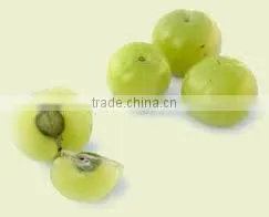 Emblica Officinalis photo-2