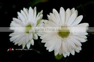 Preserved Flowers Fresh Cut Flowers Gerber Flower photo-4