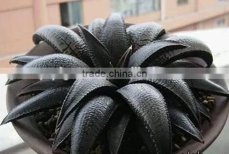Carbon Black Paste photo-4